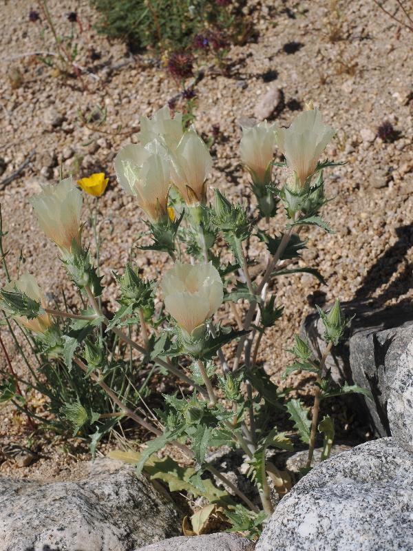 Joshua Tree National Park, California (CA): Bajada Nature Trailhead: Sand blazing star (Montzelia involucrata) (?)