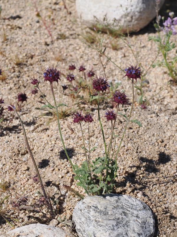 Joshua Tree National Park, California (CA): Bajada Nature Trailhead: Desert Chia, California Sage (Salvia Columbariae)