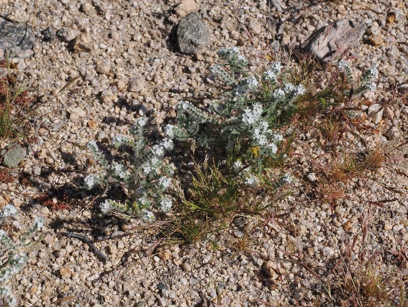 Joshua Tree National Park, California (CA): Bajada Nature Trailhead: some kind of Cryptantha