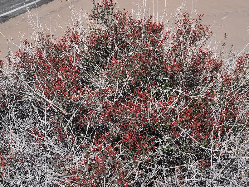 Joshua Tree National Park, California (CA): Bajada Nature Trailhead: Beloperone, Chuparosa, Hummingbird bush (Justicia californica)