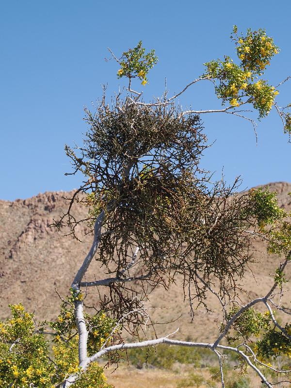 Joshua Tree National Park, California (CA): Bajada Nature Trailhead: Mistletoe (Phorandendron californicum) on Creosote Bush
