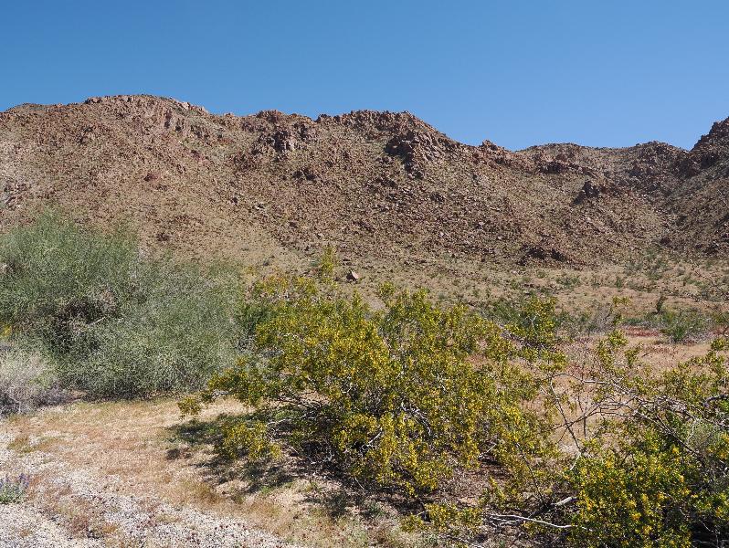 Joshua Tree National Park, California (CA): Cottonwood Springs Road: view with Creosote Bush