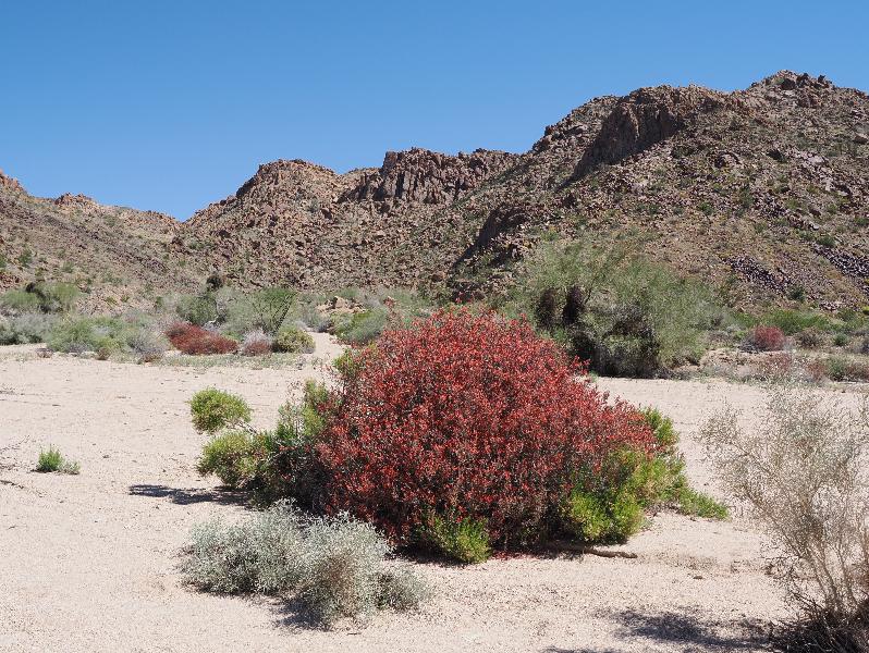 Joshua Tree National Park, California (CA): Cottonwood Springs Road: view with Beloperone, Chuparosa, Hummingbird bush (Justicia californica)