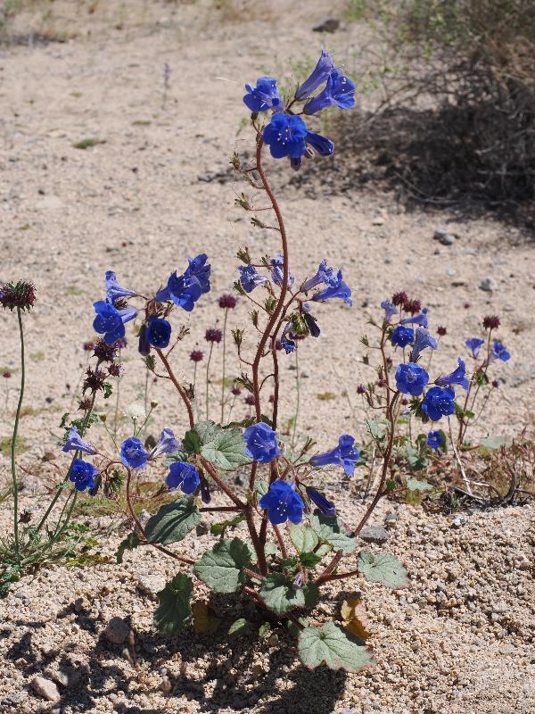 Joshua Tree National Park, California (CA): Cottonwood Springs Road: California bluebell, Desert bluebell (Phacelia campanularia)
