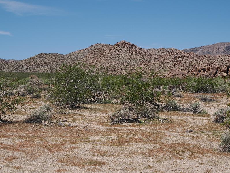 Joshua Tree National Park, California (CA): Porcupine Wash: view northwest