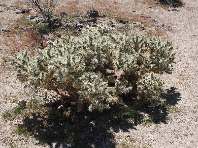Joshua Tree National Park, California (CA): Porcupine Wash: Cholla Cactus