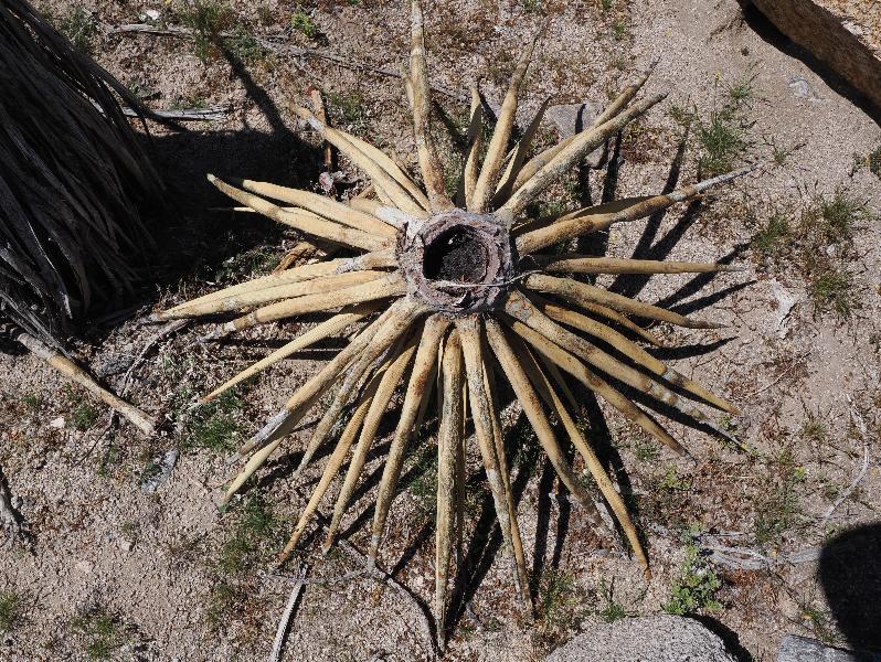 Joshua Tree National Park, California (CA): Porcupine Wash: dead Yucca leaves upside down on ground