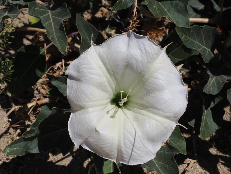 Joshua Tree National Park, California (CA): Turkey Flats: Sacred datura, Southwestern thorn apple (Datura wrightii)