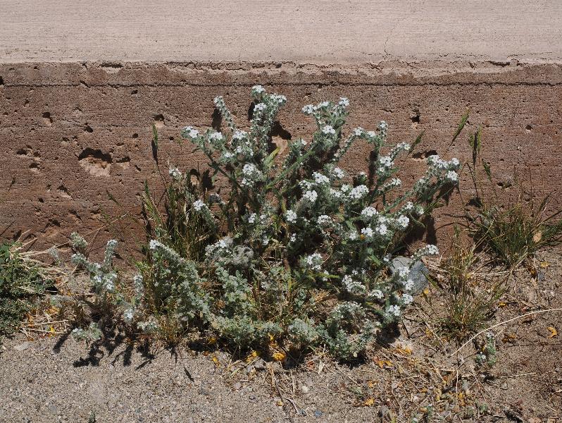 Joshua Tree National Park, California (CA): Ocotillo Patch: some kind of Cryptantha