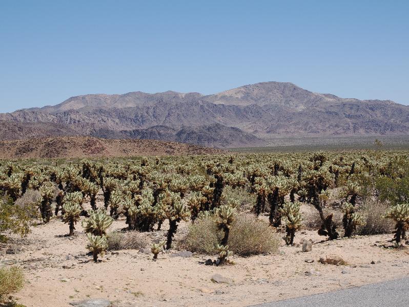 Joshua Tree National Park, California (CA): Cholla Cactus Garden: view northeast over Cholla field