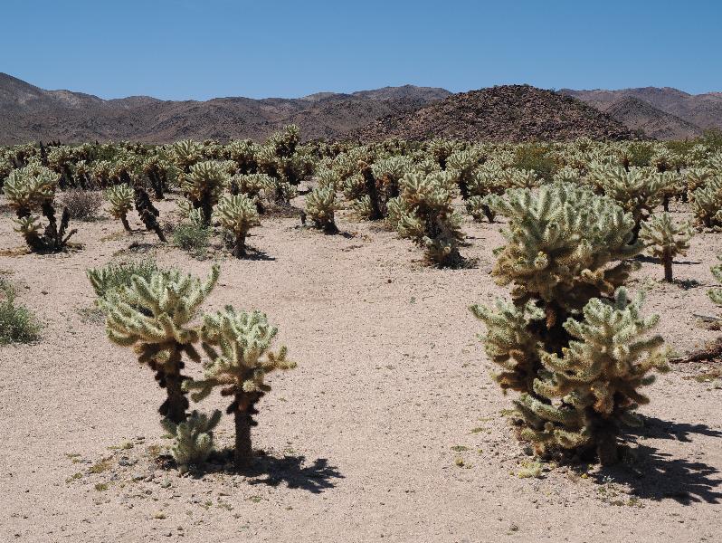 Joshua Tree National Park, California (CA): Cholla Cactus Garden: view over Cholla field