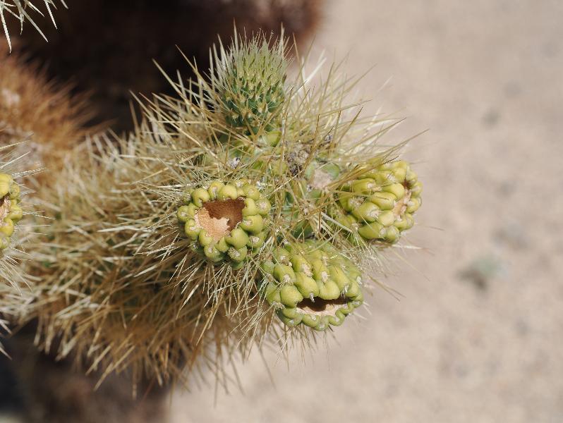 Joshua Tree National Park, California (CA): Cholla Cactus Garden: fruit / seeds for Cholla cactus