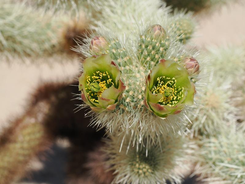 Joshua Tree National Park, California (CA): Cholla Cactus Garden: Cholla Cactus flowers