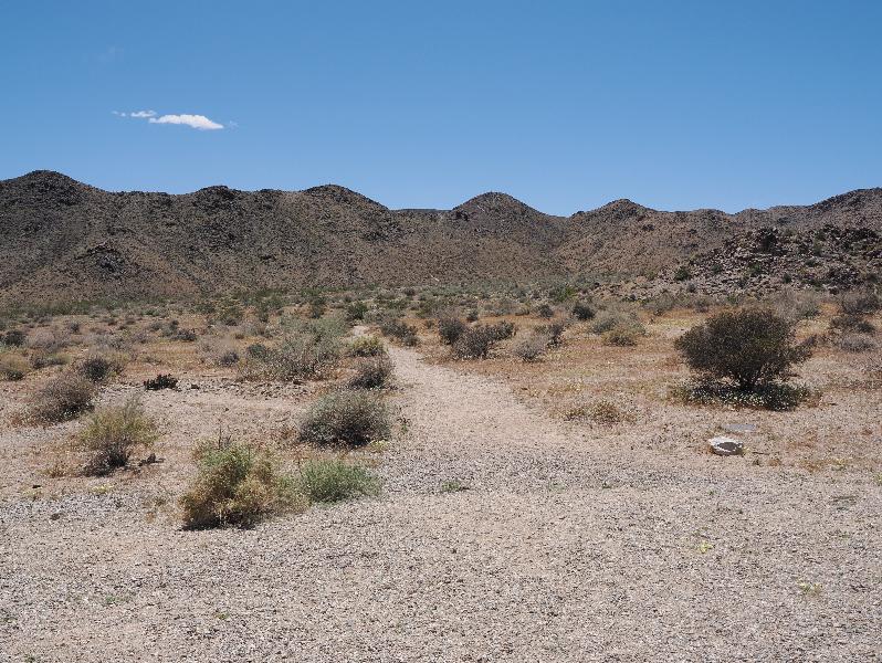 Joshua Tree National Park, California (CA): Pinto Basin Road: view southwest