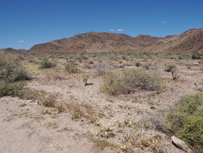 Joshua Tree National Park, California (CA): Pinto Basin Road: view north