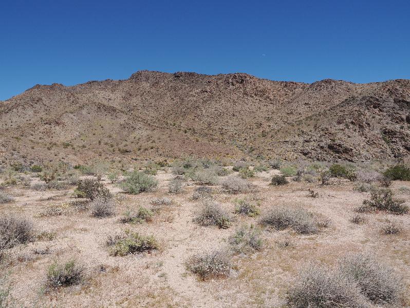 Joshua Tree National Park, California (CA): Pinto Basin Road: view northeast