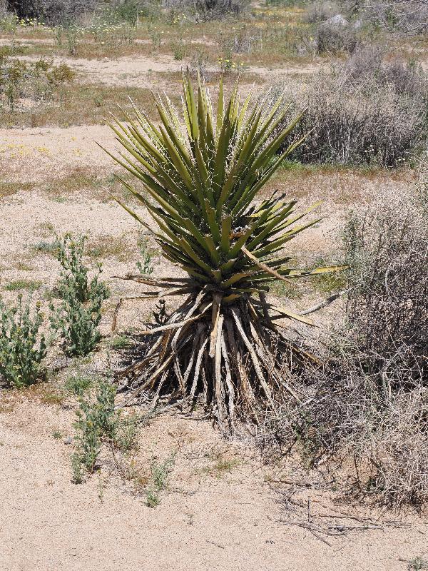 Joshua Tree National Park, California (CA): Arch Rock Nature Trail: Yucca