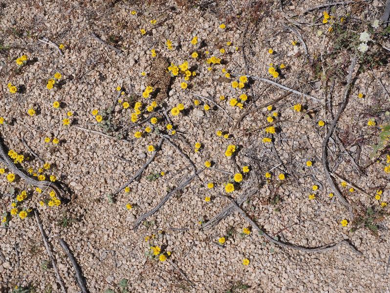 Joshua Tree National Park, California (CA): Arch Rock Nature Trail: Woolly Daisy (Eriophyllum Wallacei)