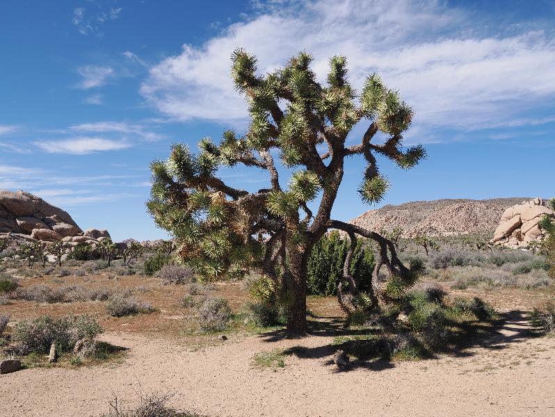 Joshua Tree National Park, California (CA): Hall of Horrors: Joshua Tree (Yucca brevifolia)