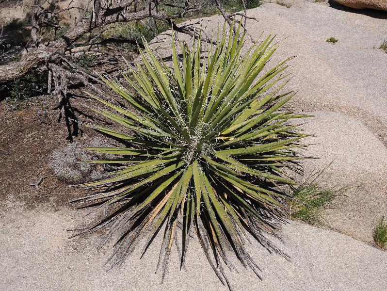 Joshua Tree National Park, California (CA): Hidden Valley Trail: Yucca