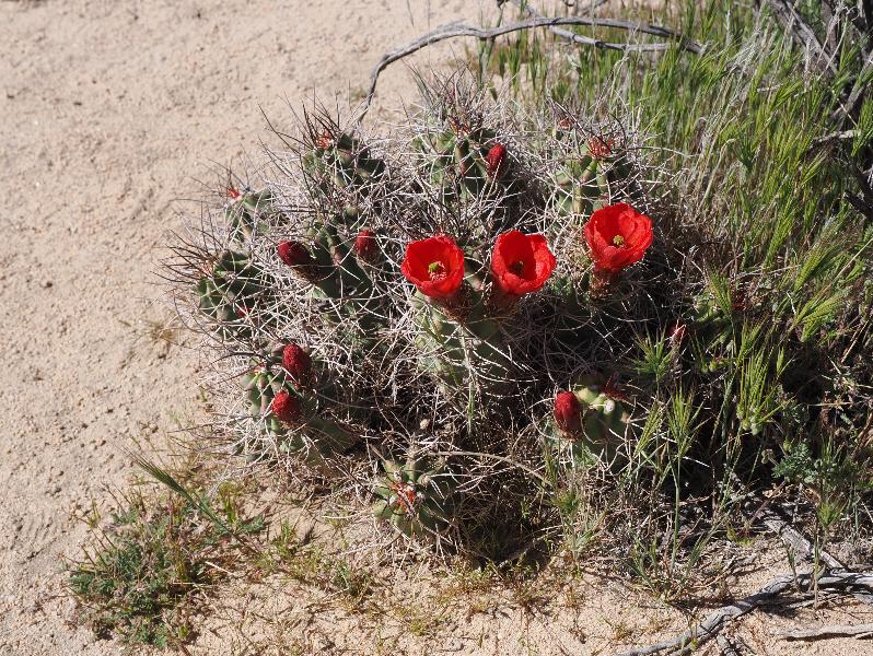 Joshua Tree National Park, California (CA): Hidden Valley Trail: Claret cup cactus, Scarlet hedgehog cactus (Echinocereus coccineus)