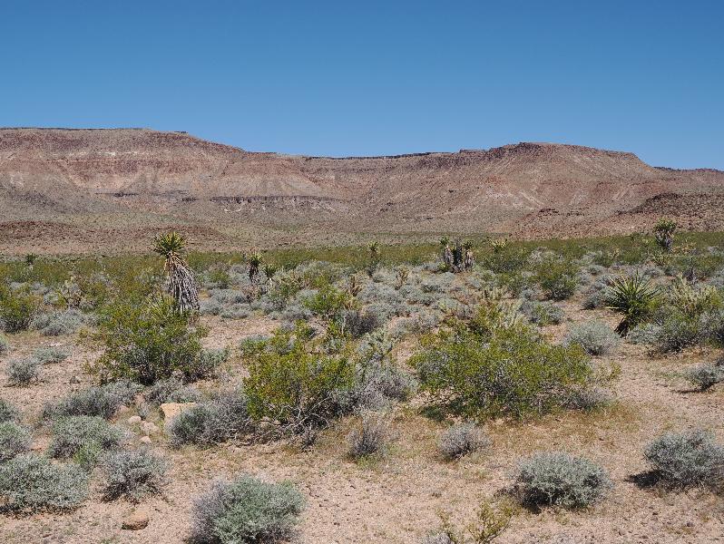 Mojave National Preserve, California (CA): Black Canyon Road: view northwest