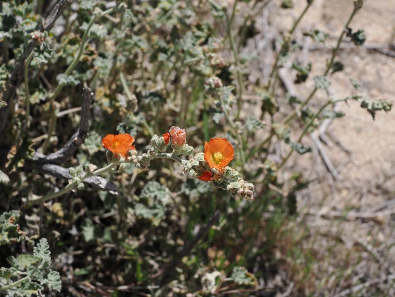 Mojave National Preserve, California (CA): Rings Loop Trail: Globemallow (Sphaeralcea)