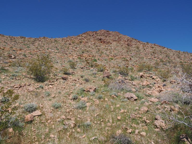 Mojave National Preserve, California (CA): Rings Loop Trail: dry landscape