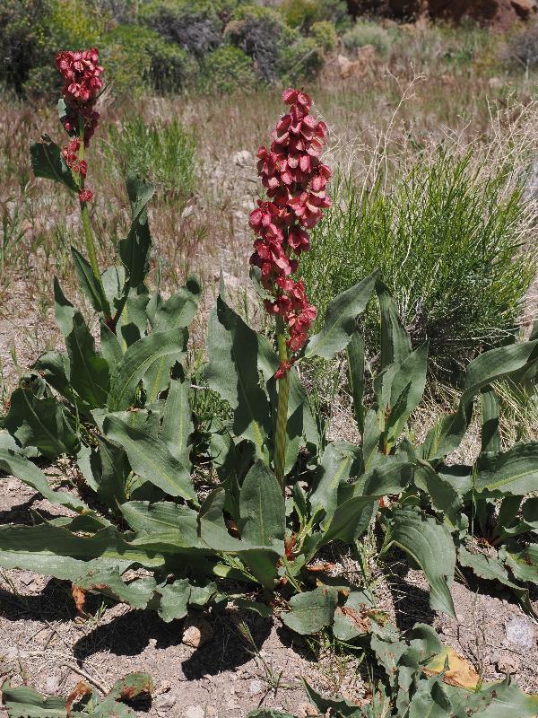 Mojave National Preserve, California (CA): Rings Loop Trail: Wild Rhubarb, Desert Rhubarb (Rumex hymenosepalus)
