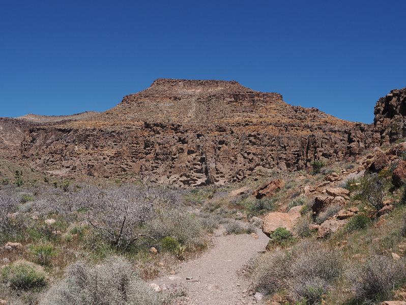 Mojave National Preserve, California (CA): Rings Loop Trail: view towards rings part of trail
