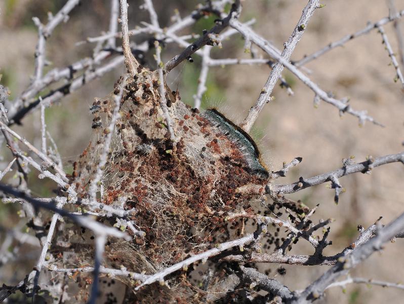 Mojave National Preserve, California (CA): Rings Loop Trail: Western Tent Caterpillar (Malacosoma californicum) (?)