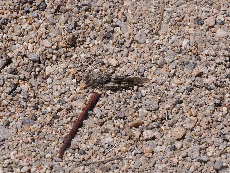 Mojave National Preserve, California (CA): Rings Loop Trail: Grasshopper