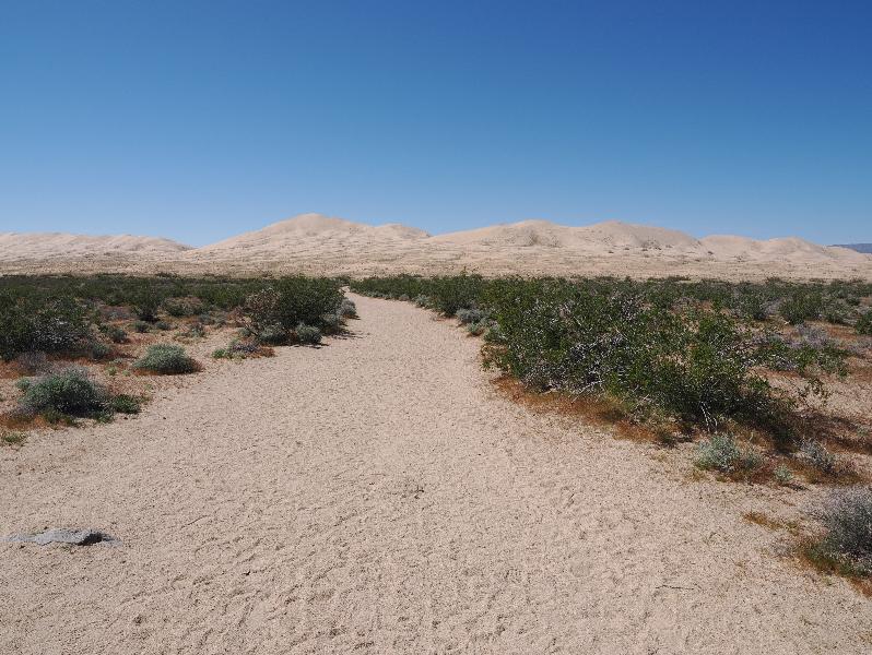 Mojave National Preserve, California (CA): Kelso Sand Dunes: view of trail leading up to dunes