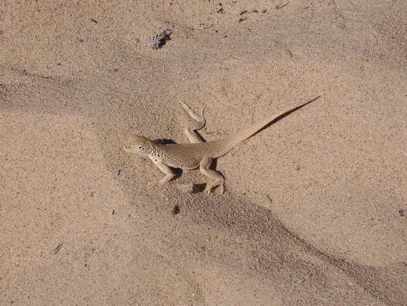 Mojave National Preserve, California (CA): Kelso Sand Dunes: Mojave Fringe-toed Lizard (Uma scoparia)