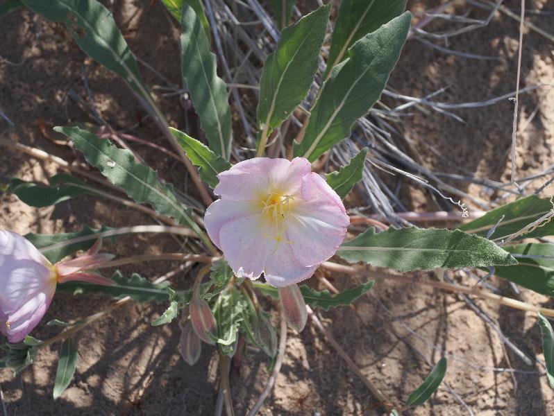 Mojave National Preserve, California (CA): Kelso Sand Dunes: white/pink Evening primrose (Oenothera) (?)