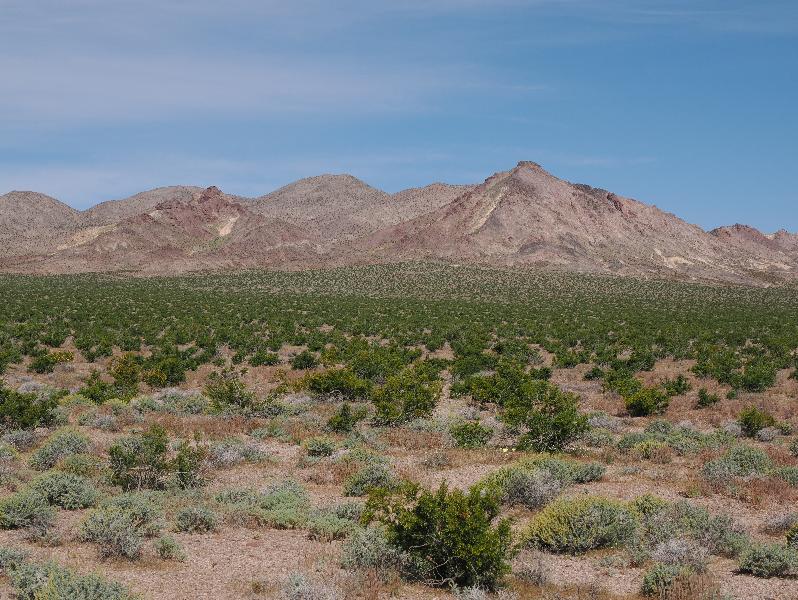 Death Valley National Park, California (CA): Route 178 / Jubilee Pass Road: view northwest (lots of Creosote Bushes)