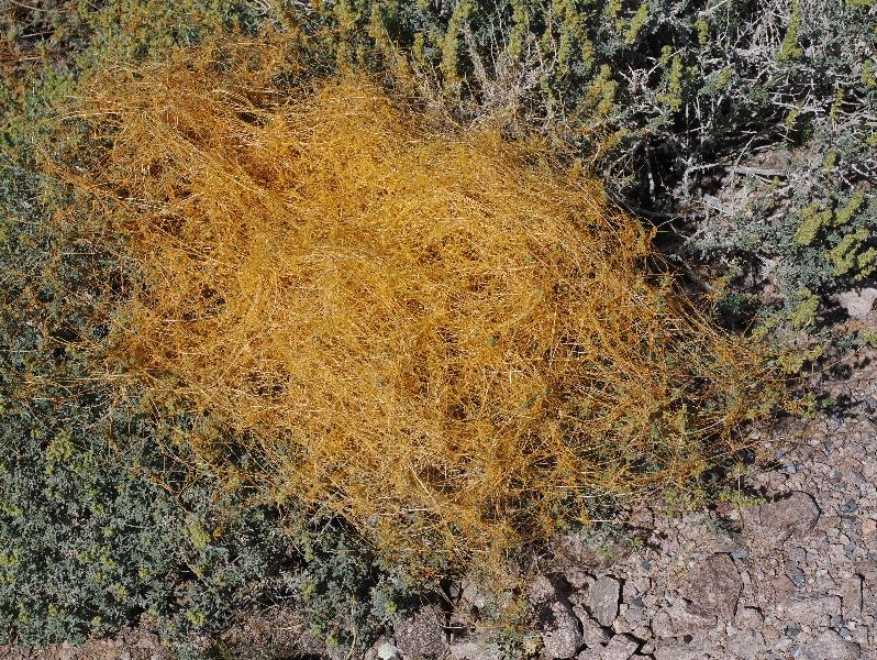 Death Valley National Park, California (CA): Route 178 / Jubilee Pass Road: Toothed Dodder, Witch's Hair (Cuscuta denticulata)
