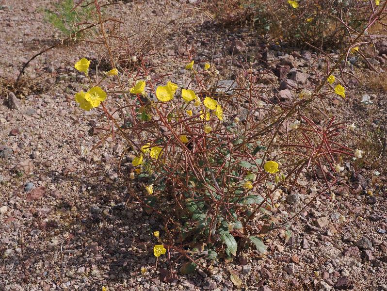 Death Valley National Park, California (CA): Route 178 / Jubilee Pass Road: yellow Evening primrose (Oenothera) (?)