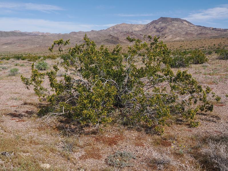 Death Valley National Park, California (CA): Route 178 / Jubilee Pass Road: Creosote Bush (Larrea tridentata)