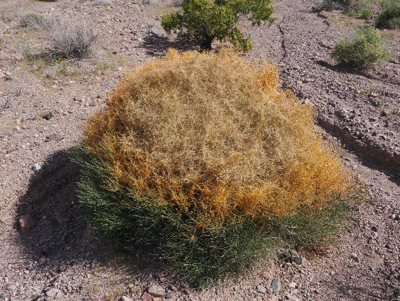 Death Valley National Park, California (CA): Route 178 / Jubilee Pass Road: Toothed Dodder, Witch's Hair (Cuscuta denticulata)