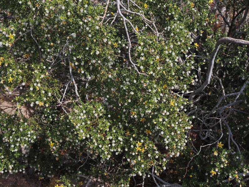 Death Valley National Park, California (CA): Route 178 / Jubilee Pass Road: Creosote Bush (Larrea tridentata) with some yellow flowers and lots of seed pods
