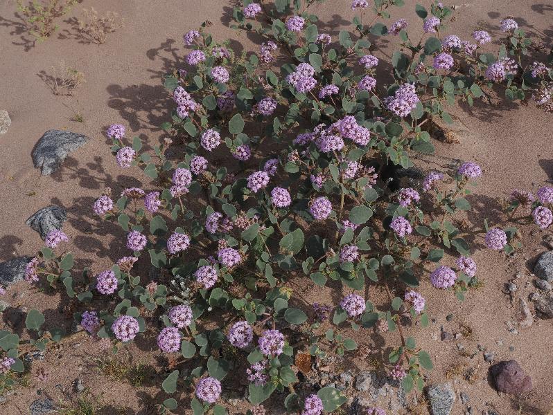 Death Valley National Park, California (CA): Route 178 / Jubilee Pass Road: Sand Verbena (Abronia)