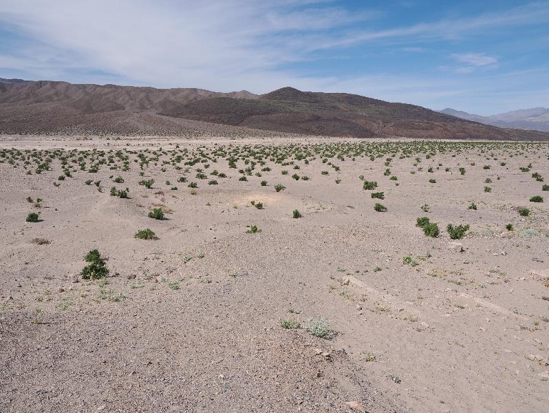 Death Valley National Park, California (CA): Ashford Mill: view west