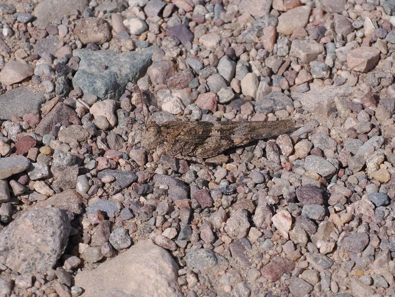 Death Valley National Park, California (CA): Ashford Mill: Grasshopper