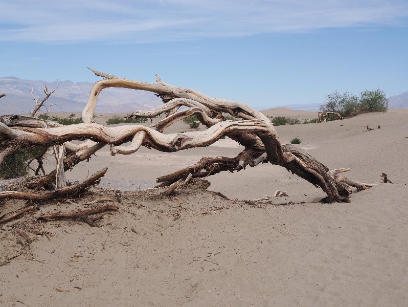 Death Valley National Park, California (CA): Mesquite Flat Sand Dunes: dead tree