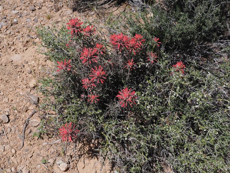 Red Rock Canyon National Conservation Area, Nevada, NV: Sandstone Quarry / Calico Tanks: Indian Paintbrush (Castilleja) (?)