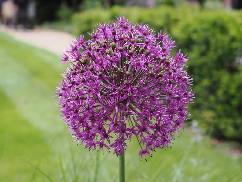 Cambridge, England: St Catharine's College: purple Allium