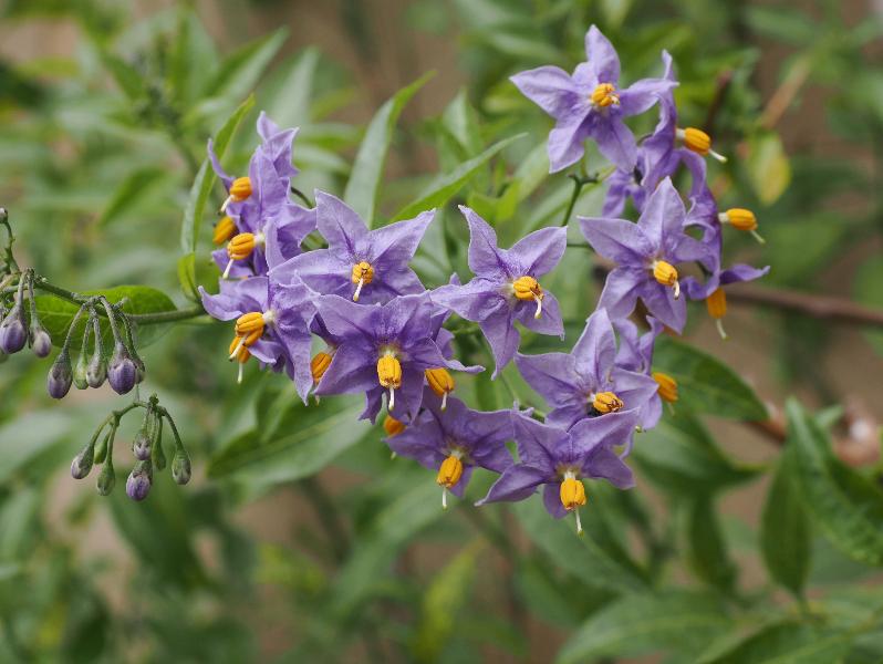 Cambridge, England: Sidney Sussex College: Chilean potato vine (Solanum crispum)