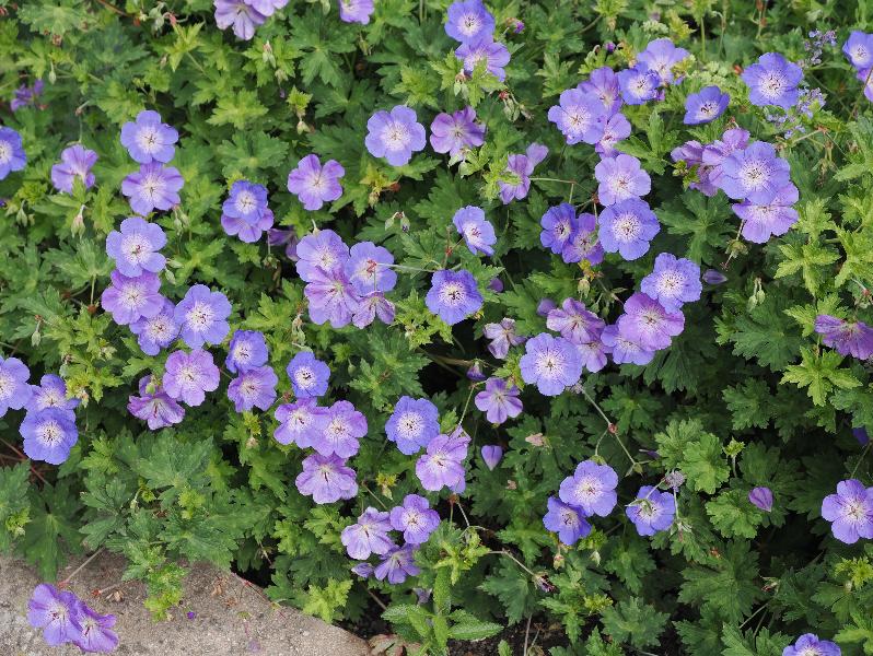 Cambridge, England: St Catharine's College: Geranium Rozanne