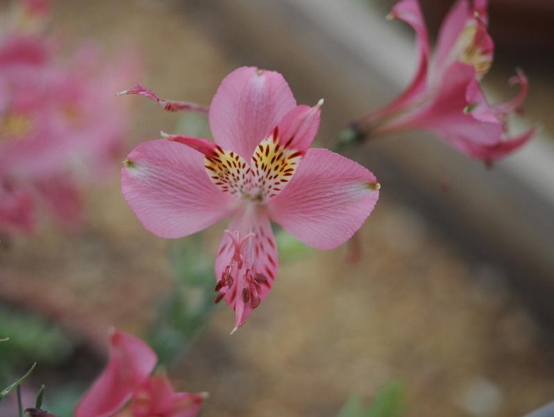 Cambridge, England: Botanic Garden: Peruvian Lily (Alstroemeria hookeri) flower